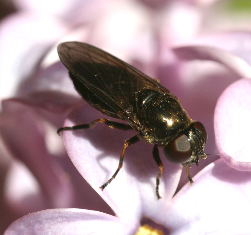 Cheilosia latifrons femmina e maschio